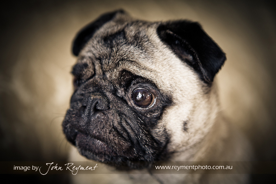 Brisbane pet photographer, coorparoo veterinary clinic, Pug