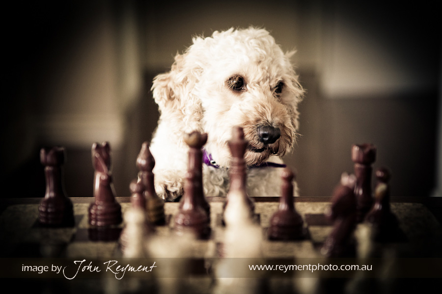 Brisbane pet photographer, coorparoo veterinary clinic, spoodle