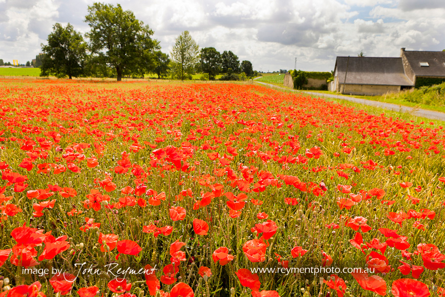 Poppy Field, France by John Reyment
