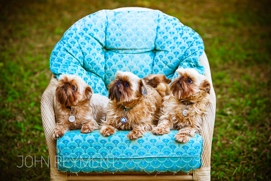 cute dogs in a chair