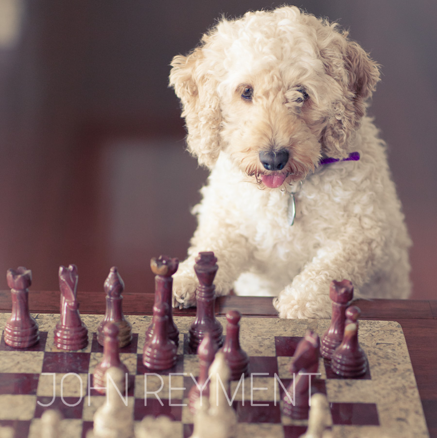 dog playing chess